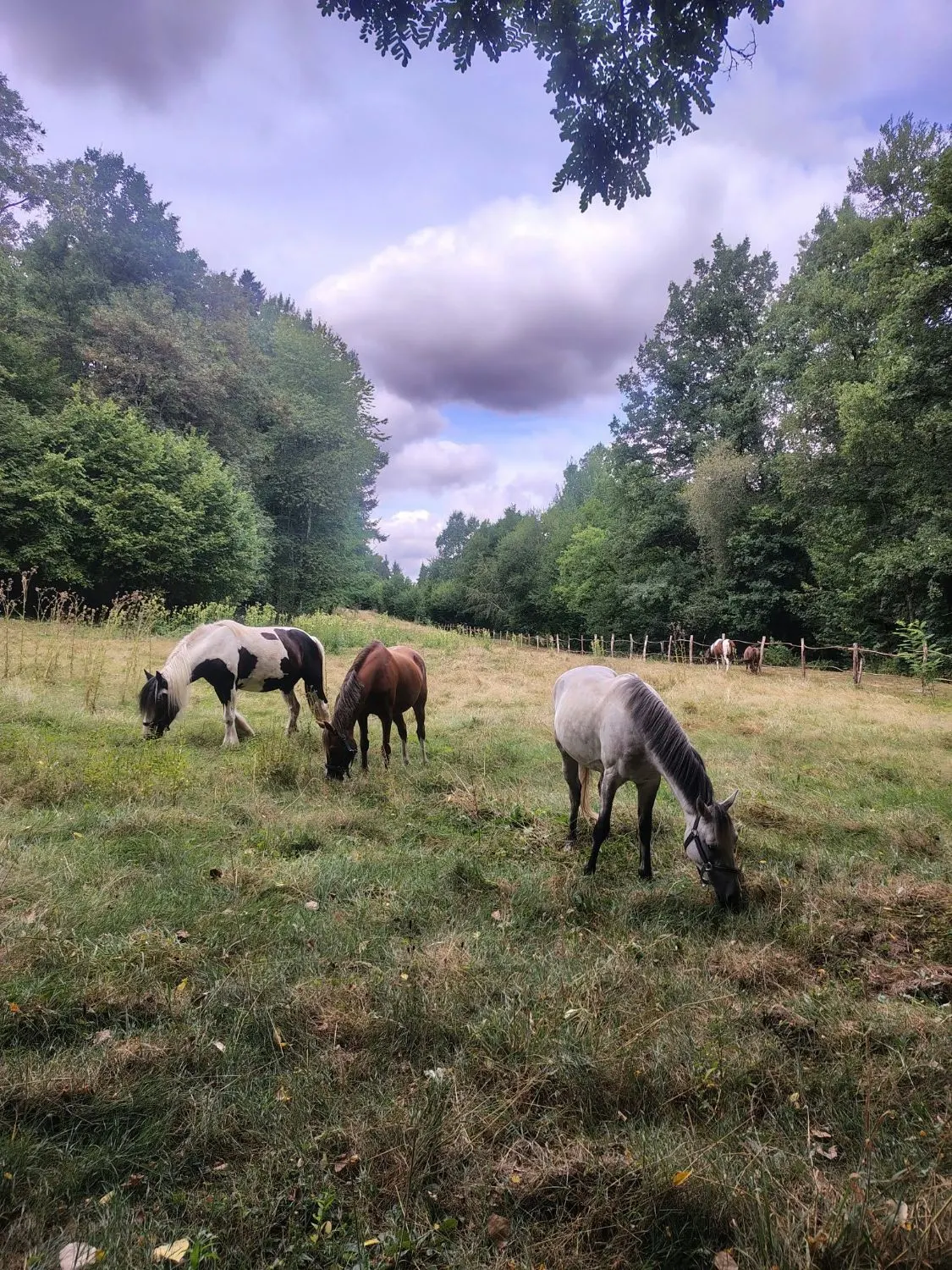 Les chevaux au pré